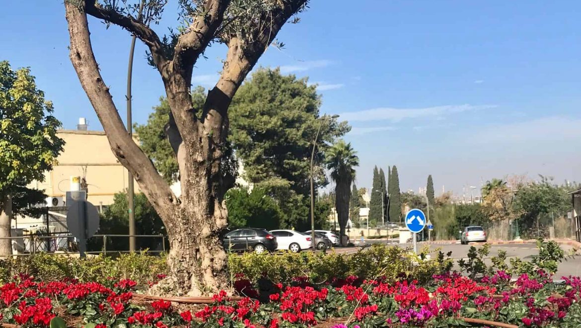 נשר : רקפות בכיכר הכלניות